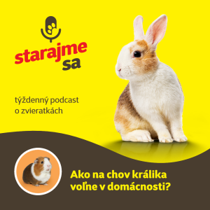 Drobné cicavce: Ako na chov králika voľne v domácnosti?