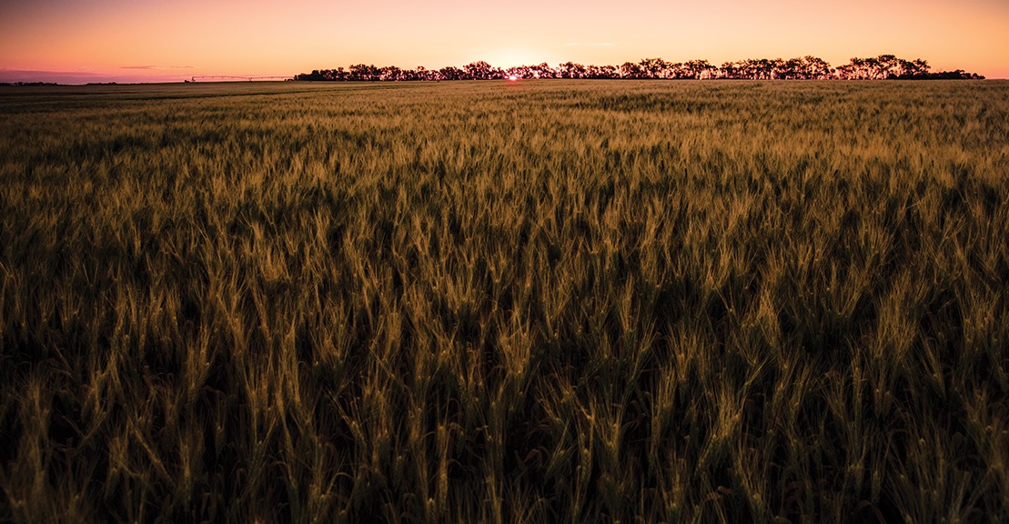 Find out what’s brewing in the evolving world of barley.