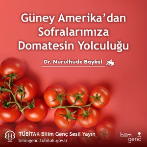 Güney Amerika’dan Sofralarımıza Domatesin Yolculuğu