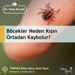 Aklıma Takıldı #21: Böcekler Neden Kışın Ortadan Kaybolur?