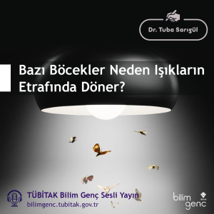 Aklıma Takıldı #19: Bazı Böcekler Neden Işıkların Etrafında Döner?