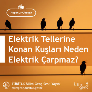 Aklıma Takıldı #12: Elektrik Tellerine Konan Kuşları Neden Elektrik Çarpmaz?