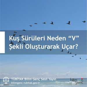 Aklıma Takıldı #6: Kuş Sürüleri Neden “V” Şekli Oluşturarak Uçar?