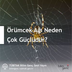 Aklıma Takıldı #5: Örümcek Ağı Neden Çok Güçlüdür?