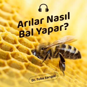 Arılar Nasıl Bal Yapar?