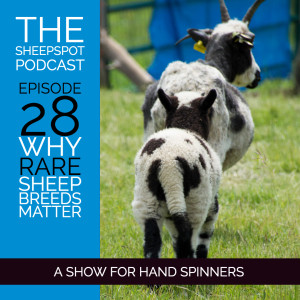 Episode 28: Why rare sheep breeds matter