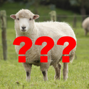 Episode 72: What the #%*@ is a sheep?