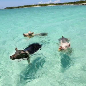 36: Svømmer med griser