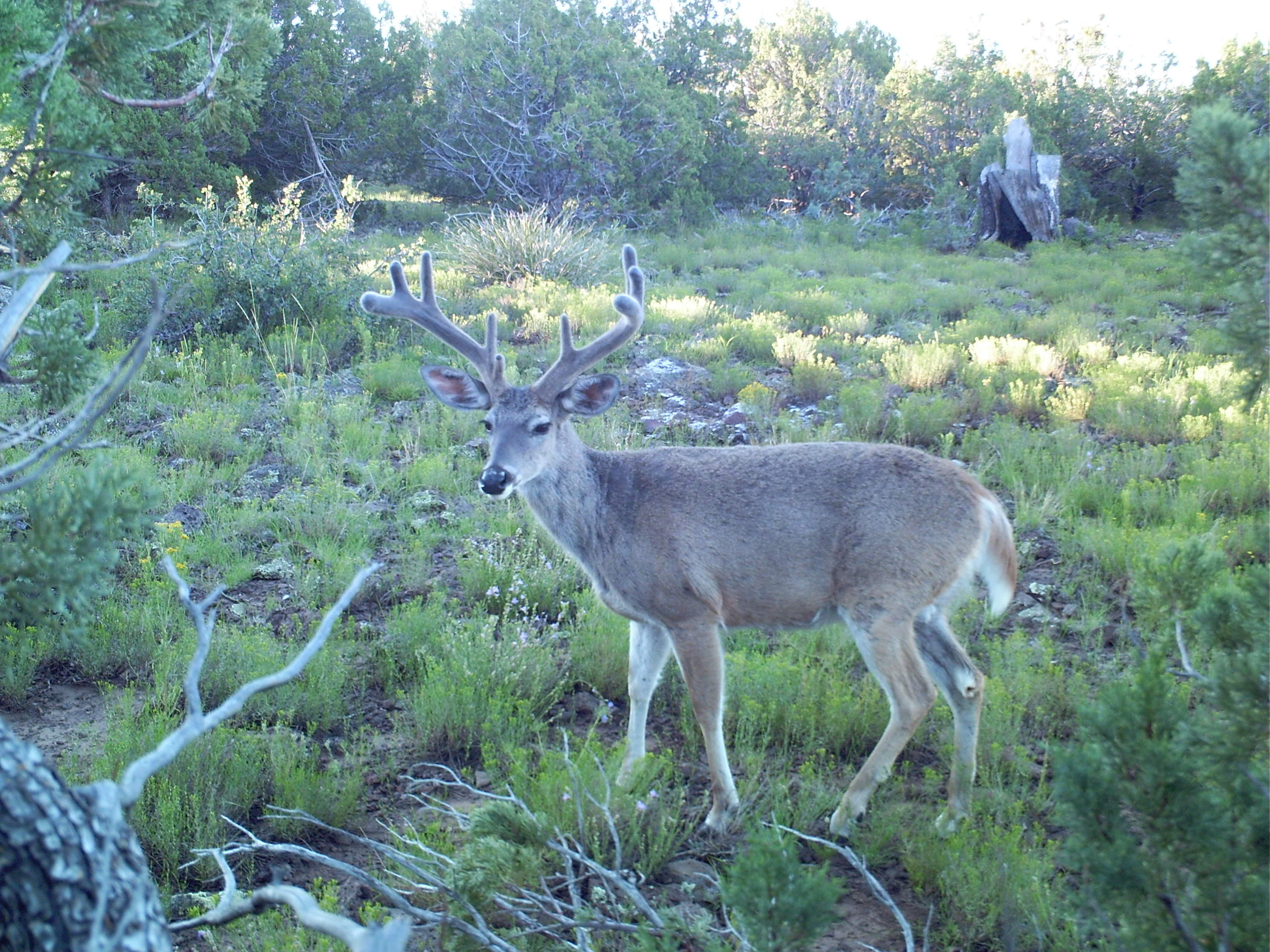 John Stallone's Deer Hunting Tips #2