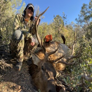 Late Season Elk Hunting Recap