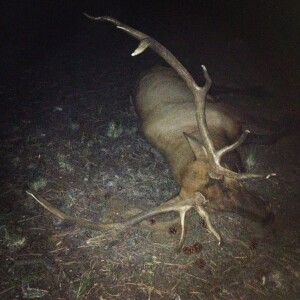 Elk Hunting W/ Zach Bowhay