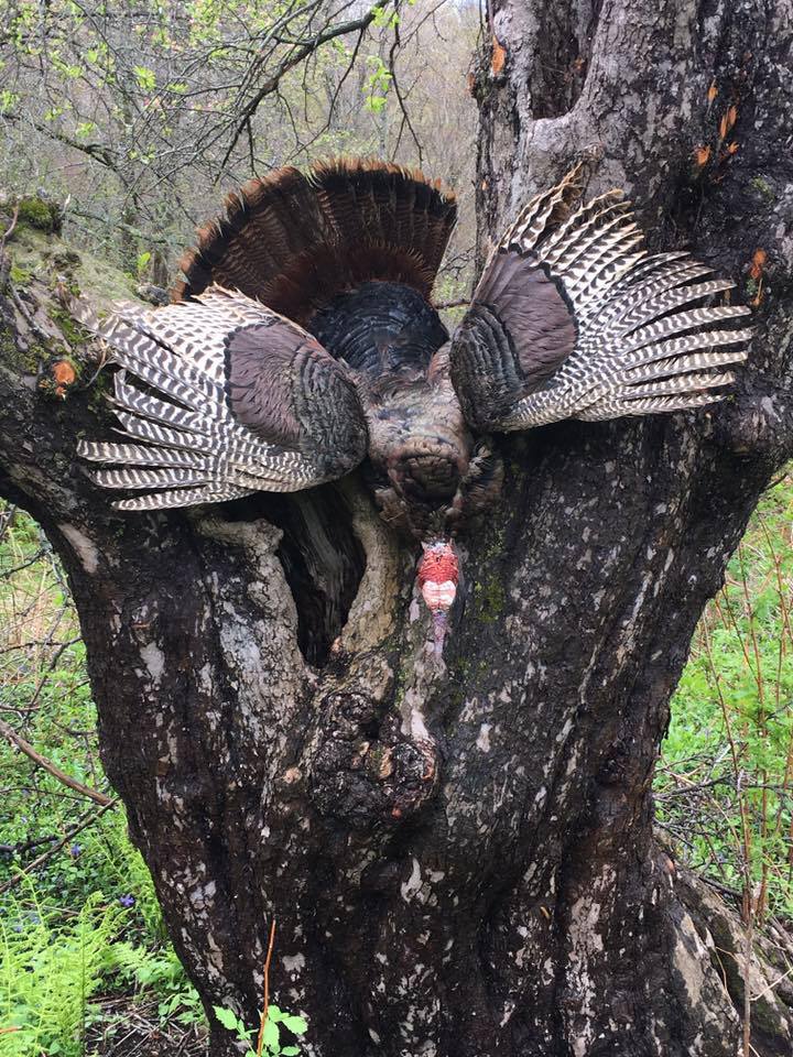 Turkey Hunting With Gerry Bethge 9.28