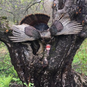 Turkey Hunting in AZ Chris Heilman 11.18