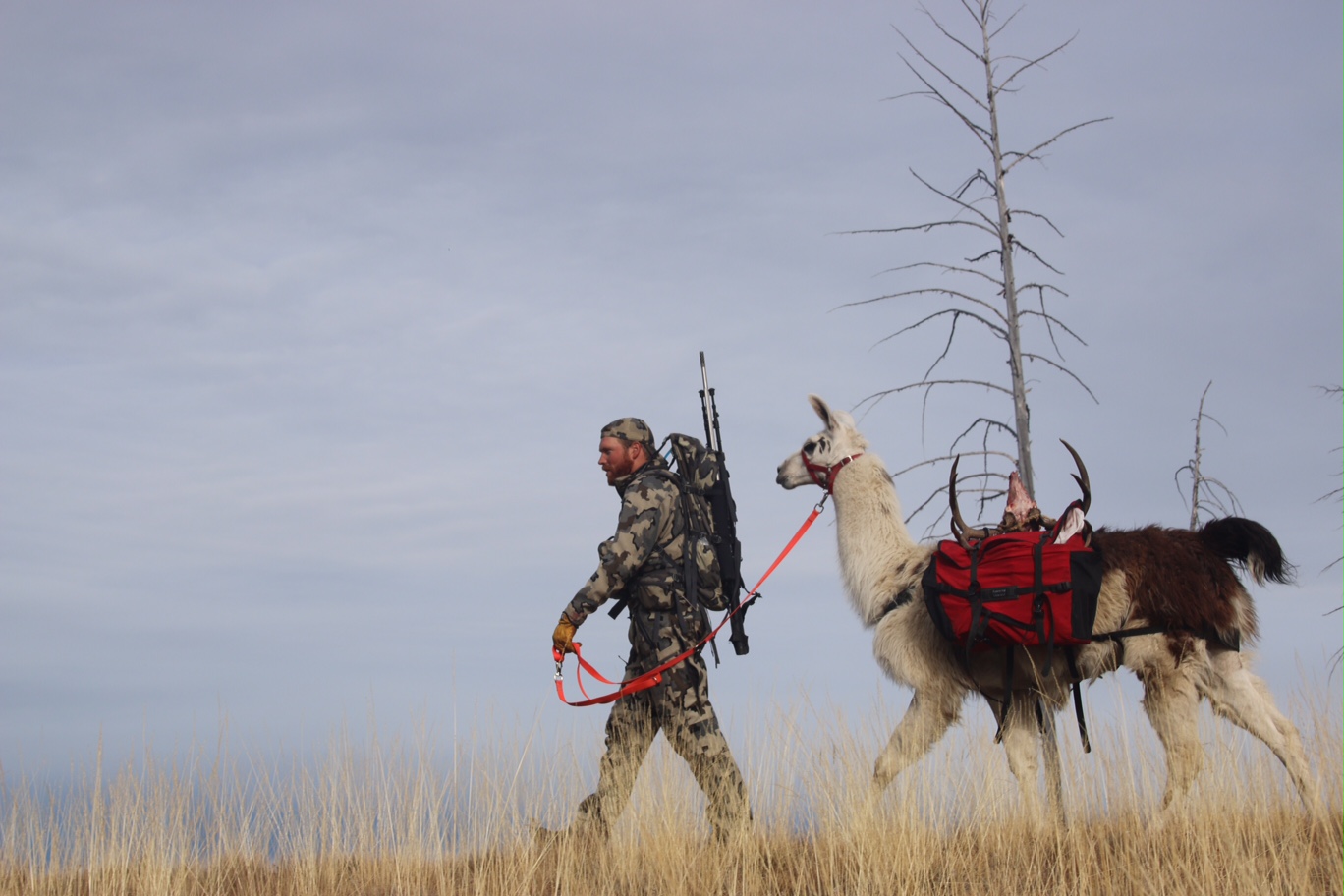 Hunting with Pack Llamas Beau Baty and John Stallone 8.44