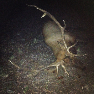 Solo Elk Hunting w/ Rockie Jacobsen - Throwback Thurs