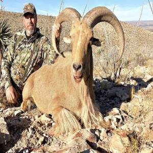 Barbary Sheep in NM and TX Ty Goar 11.2