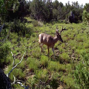 Early Archery Coues Deer with Cole Van Winkle 10.36 Remastered