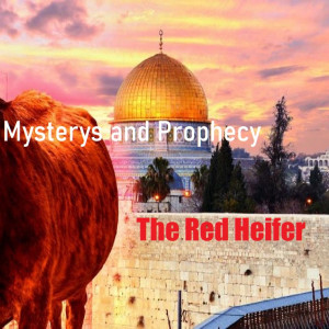 Secrets and Mystery’s of The Red Heifer vs The Red Herring