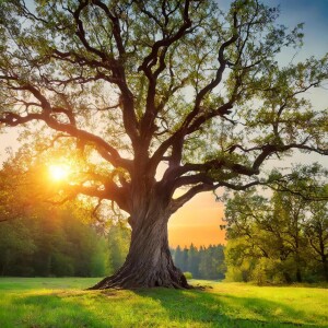 Ancient Tree Meditation for Deep Sleep