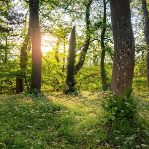 Wild Dreams: Sleep in the Heart of Elk Wood