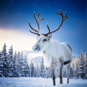 Island of the Silver Reindeer: A Guided Visualization for Restful Sleep