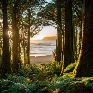 Sleep in the Ancient Forest: New Zealand's Wilderness Journey