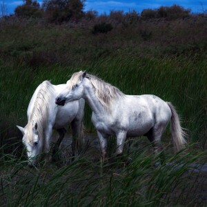 White Horse Point | A Sleep Story