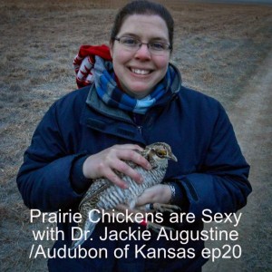 Prairie Chickens are Sexy with Dr. Jackie Augustine /Audubon of Kansas ep20