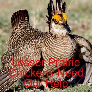 The Endangered Lesser Prairie Chicken with Ted Koch / North American Grouse Partnership ep33
