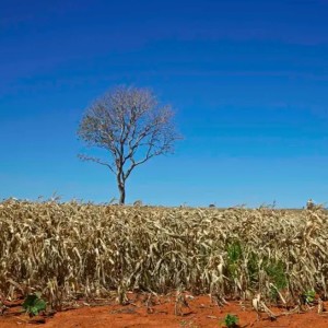 Drought , Floods and Farming -  - 090215