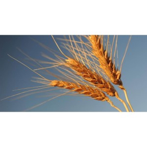 The History of Wheat Farming in the Donald District