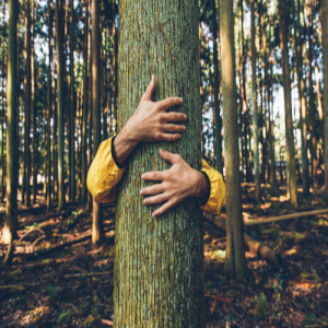 New Sirius satellite radio ”Out & About” feature: Hug a tree and other ways to explore once you‘re parked