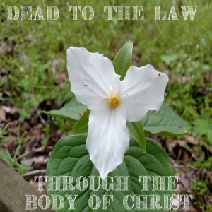 Sermon Audio: Dead to the Law