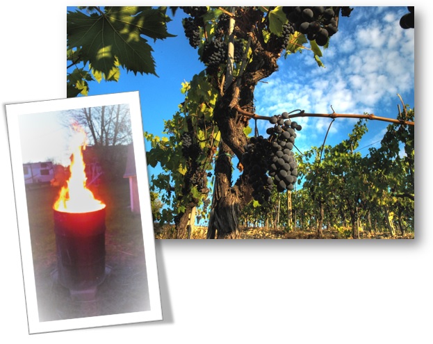 The vine or the fire.  