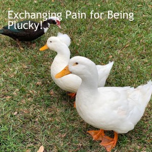 Exchanging Pain for Being Plucky!