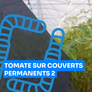 Tomate sur couverts permanents 2, François Mulet