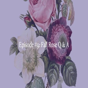 Episode 9: Fall Rose Q & A