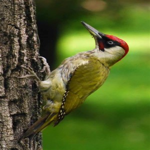 Woodpecker meditation (English)