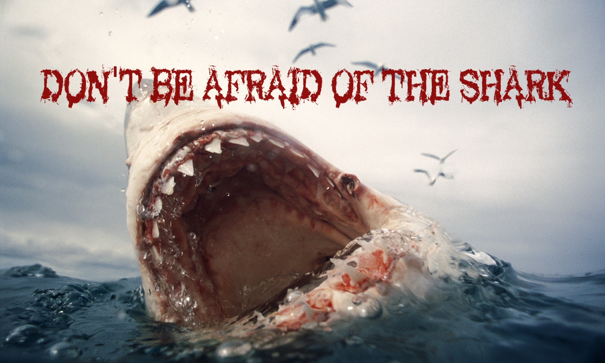 Phantom Galaxy Episode 18: Don't Be Afraid of the Shark 