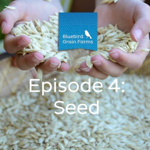 Episode 4 - Seed