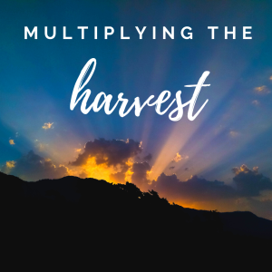 Multiplying the Harvest: Harvesting Blessings #3