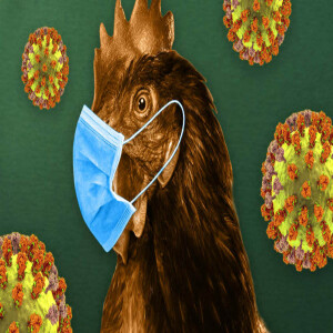 Non existent asymptomatic bird flu!