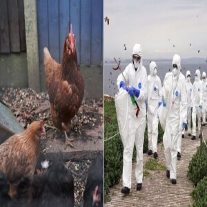 Bird Flu is for Bird Brains.