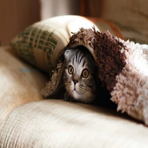 Can a Pupil be a CAT and should this insanity be respected?