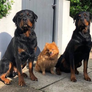 Episode 4: Rottweilers with Ross McCarthy