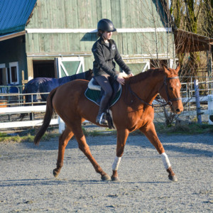 Lack of Accountability in Horse Training/Showing