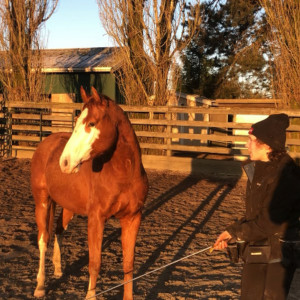 The Importance of Vulnerability & Accountability As Equestrians