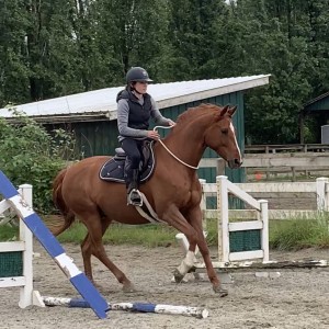 My Rescue Horse’s Hoof Journey