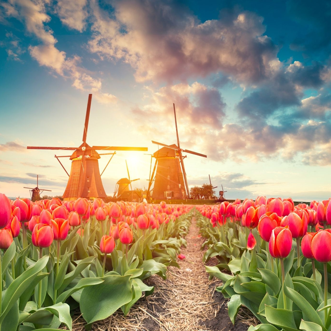 How to get married in Holland