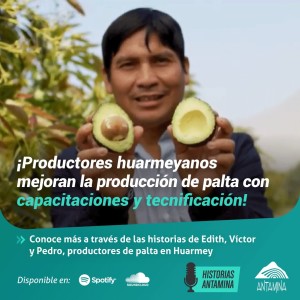 Productores huarmeyanos mejoran la producción de palta con capacitación y tecnificación.